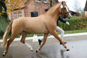 DANCE ON TOP II v. HB Daylight x Top Nordpol - erfolgreichstes 3-jähriges MV-Pony. Foto: Wego